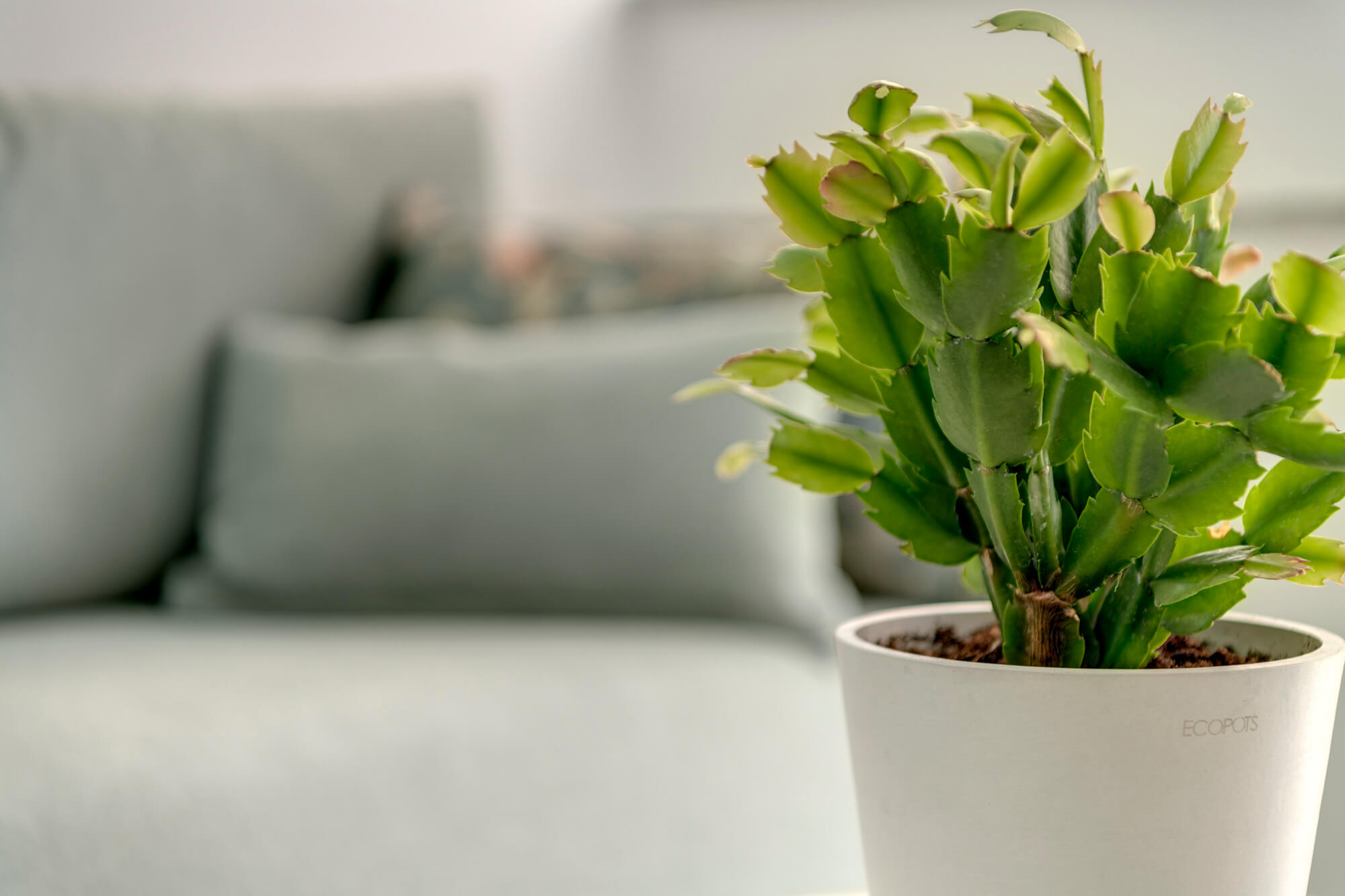 Guest House Kois Hermoupolis